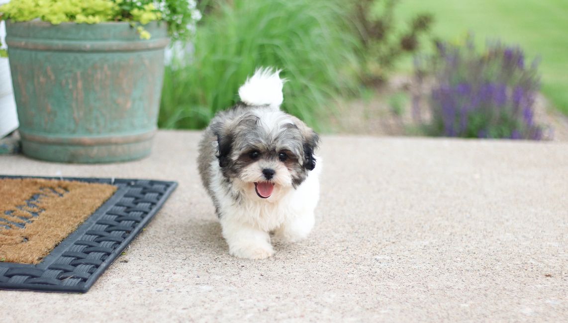 shichon poodle mix